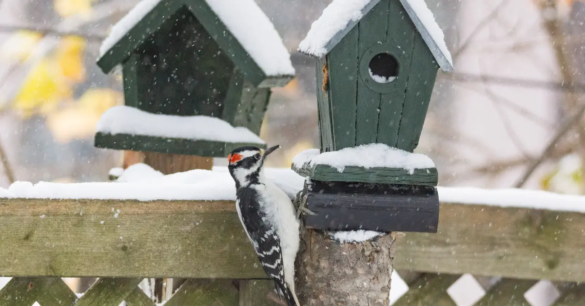 Two green birdhouses covered in snow, with a woodpecker perched outside one of them.