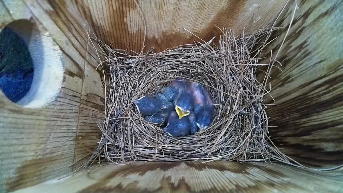 Daytime HD view inside the nest box