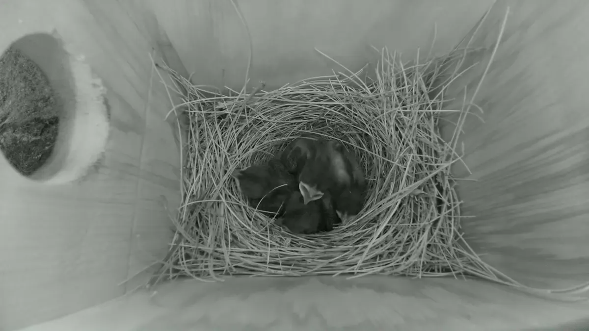 Night vision view inside the nest box
